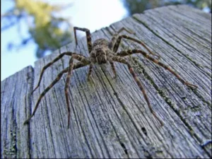 Dock spider