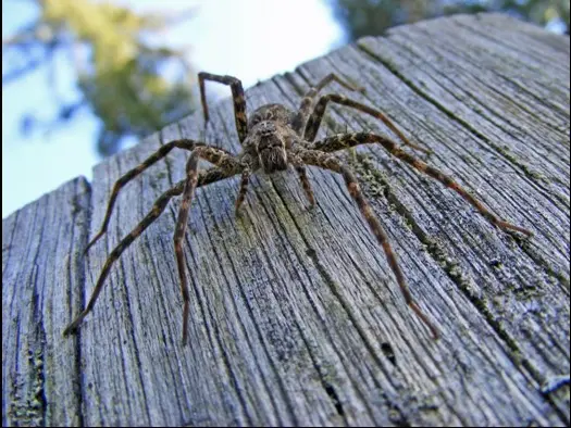 Dock spider