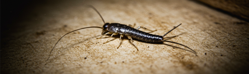 Silverfish Pest Control Services