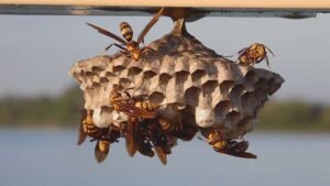 Wasp Nest Removal