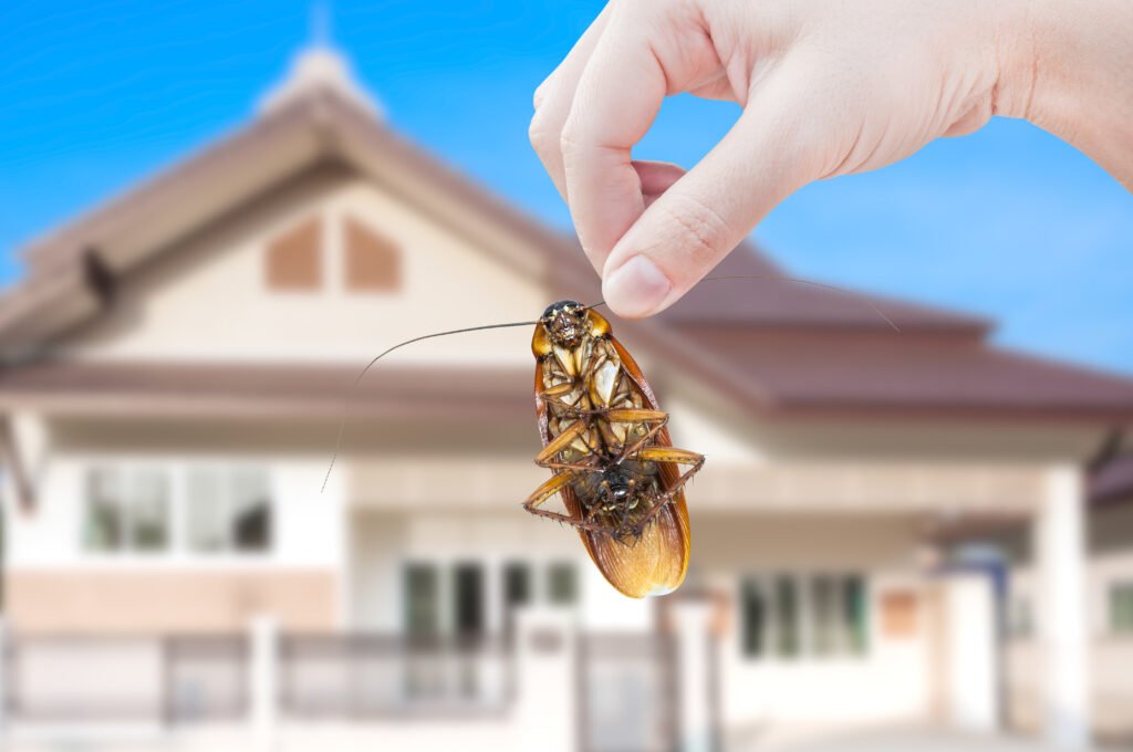 cockroach pest control