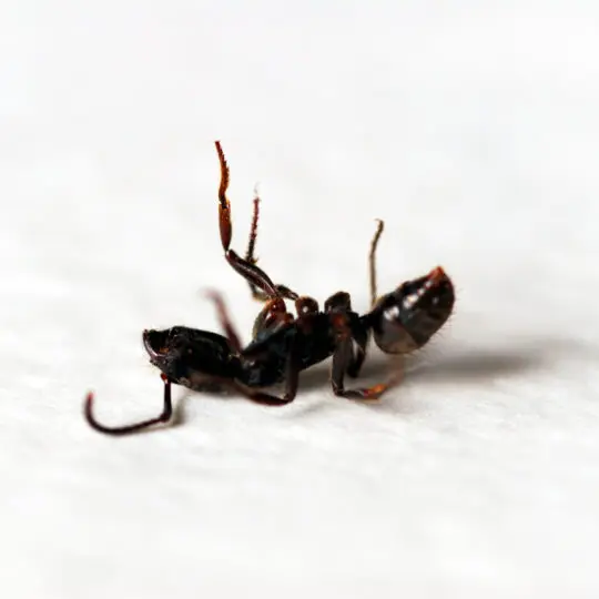 Ant Pest Control Toronto