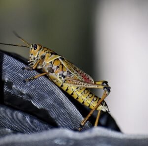 Locust Bug