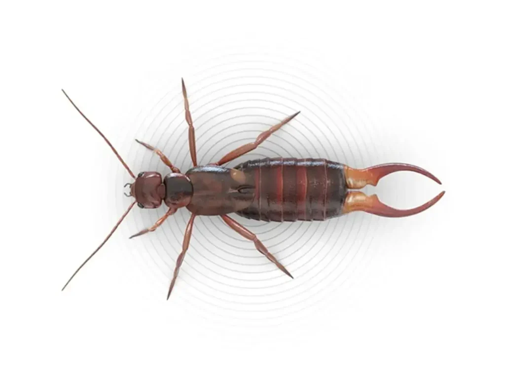 earwigs in home