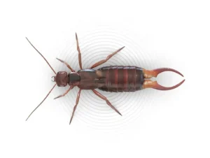 earwigs in home